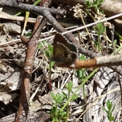 Neolucia agricola at Paddys River, ACT - 3 Dec 2016