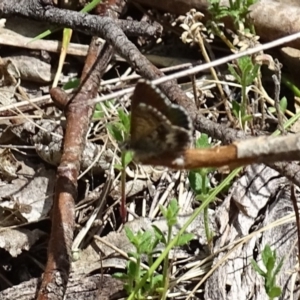 Neolucia agricola at Paddys River, ACT - 3 Dec 2016