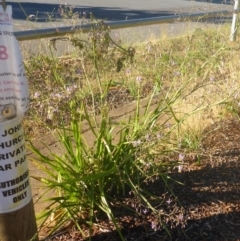 Dianella sp. aff. longifolia (Benambra) (Pale Flax Lily, Blue Flax Lily) at City Renewal Authority Area - 27 Nov 2016 by JanetRussell