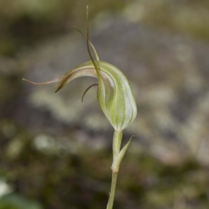 Pterostylis longipetala at Bournda, NSW - suppressed