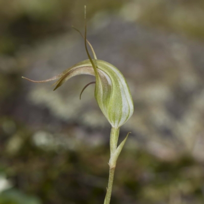 Pterostylis longipetala (Small Autumn-greenhood) at Bournda, NSW - 4 Apr 2012 by offshore