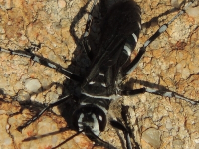 Turneromyia sp. (genus) (Zebra spider wasp) at Old Tuggeranong TSR - 17 Feb 2016 by michaelb