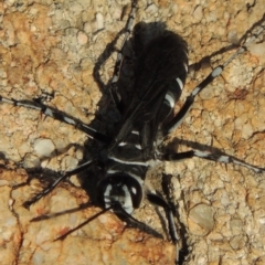 Turneromyia sp. (genus) (Zebra spider wasp) at - 17 Feb 2016 by michaelb