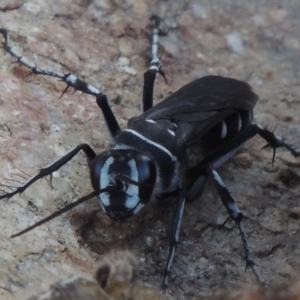 Turneromyia sp. (genus) at Old Tuggeranong TSR - 17 Feb 2016 06:58 PM