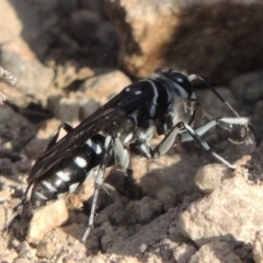 Turneromyia sp. (genus) at Old Tuggeranong TSR - 17 Feb 2016 06:58 PM