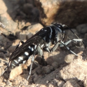 Turneromyia sp. (genus) at Old Tuggeranong TSR - 17 Feb 2016 06:58 PM