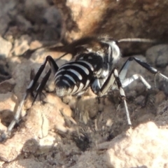 Turneromyia sp. (genus) at Old Tuggeranong TSR - 17 Feb 2016 06:58 PM