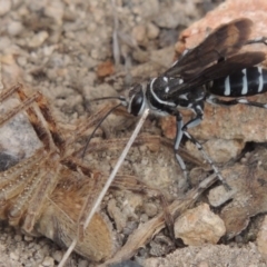 Turneromyia sp. (genus) at Old Tuggeranong TSR - 17 Feb 2016 06:58 PM