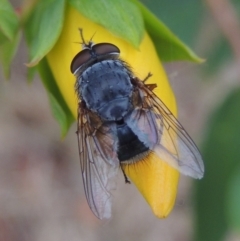 Calliphora sp. (genus) (Unidentified blowfly) at Pollinator-friendly garden Conder - 18 Nov 2016 by michaelb