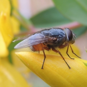 Calliphora sp. (genus) at Conder, ACT - 19 Nov 2016