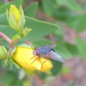 Calliphora sp. (genus) at Conder, ACT - 19 Nov 2016 07:36 AM