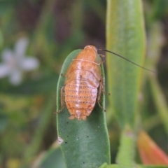 Unidentified Cockroach (Blattodea, several families) (TBC) at Conder, ACT - 18 Nov 2016 by michaelb