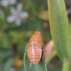 Balta spuria at Pollinator-friendly garden Conder - 19 Nov 2016 07:54 AM