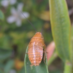 Balta spuria at Pollinator-friendly garden Conder - 19 Nov 2016 07:54 AM