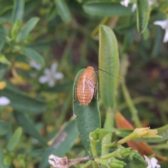 Balta spuria at Pollinator-friendly garden Conder - 19 Nov 2016 07:54 AM