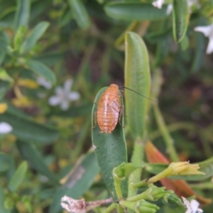 Balta spuria at Pollinator-friendly garden Conder - 19 Nov 2016 07:54 AM