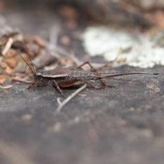 Eurepa marginipennis (Mottled bush cricket) at Black Mountain - 5 Dec 2016 by David