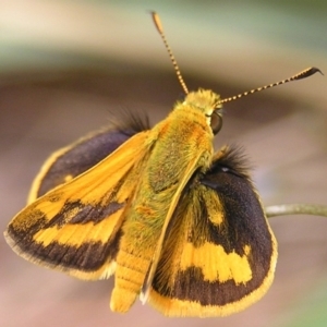 Ocybadistes walkeri at Kambah, ACT - 4 Dec 2016 12:16 PM