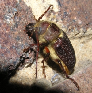 Sceleocantha glabricollis at Kambah, ACT - 5 Dec 2016 09:21 PM