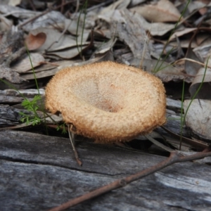 Lentinus fasciatus at Farrer Ridge - 7 Oct 2016