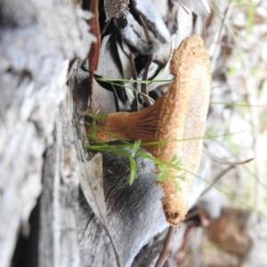 Lentinus fasciatus at Farrer Ridge - 7 Oct 2016