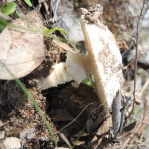 Amanita sp. at Farrer Ridge - 7 Oct 2016 09:21 AM