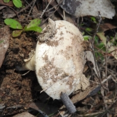 Amanita sp. at Farrer Ridge - 7 Oct 2016 09:21 AM