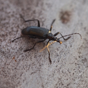 Tanychilus sp. (genus) at Acton, ACT - 5 Dec 2016 07:41 PM