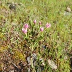 Centaurium sp. (Centaury) at Farrer Ridge - 6 Oct 2016 by RyuCallaway