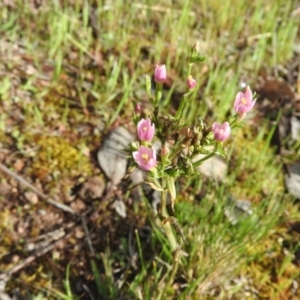 Centaurium sp. at Farrer Ridge - 7 Oct 2016 09:25 AM