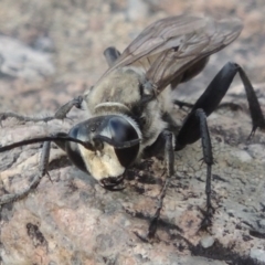 Sphex sp. (genus) (Unidentified Sphex digger wasp) at Paddys River, ACT - 18 Jan 2016 by michaelb