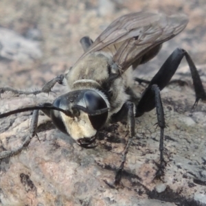 Sphex sp. (genus) at Paddys River, ACT - 18 Jan 2016 07:54 PM