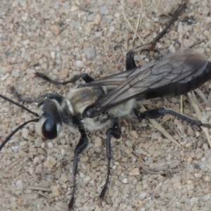 Sphex sp. (genus) at Paddys River, ACT - 18 Jan 2016 07:54 PM