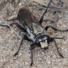 Sphex sp. (genus) at Paddys River, ACT - 18 Jan 2016 07:54 PM