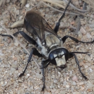 Sphex sp. (genus) at Paddys River, ACT - 18 Jan 2016 07:54 PM