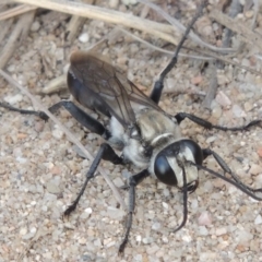 Sphex sp. (genus) at Paddys River, ACT - 18 Jan 2016 07:54 PM