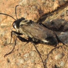 Sphex sp. (genus) at Paddys River, ACT - 18 Jan 2016 07:54 PM