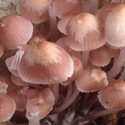 Mycena sp. (genus) (Mycena) at Burra, NSW - 6 Dec 2016 by Safarigirl