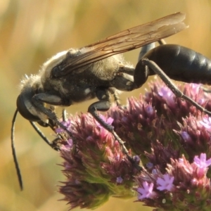 Sphex sp. (genus) at Paddys River, ACT - 19 Jan 2016 12:00 AM