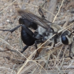 Sphex sp. (genus) at Paddys River, ACT - 19 Jan 2016 12:00 AM