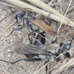 Sphex sp. (genus) at Paddys River, ACT - 19 Jan 2016 12:00 AM