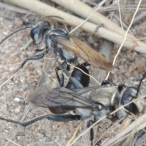 Sphex sp. (genus) at Paddys River, ACT - 19 Jan 2016 12:00 AM