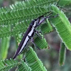 Rhinotia suturalis (Belid weevil) at QPRC LGA - 5 Dec 2016 by Wandiyali