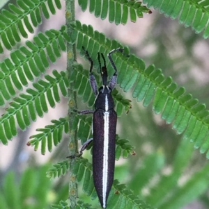 Rhinotia suturalis at Jerrabomberra, NSW - 6 Dec 2016 07:50 AM