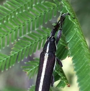 Rhinotia suturalis at Jerrabomberra, NSW - 6 Dec 2016