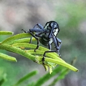 Rhinotia suturalis at Jerrabomberra, NSW - 6 Dec 2016