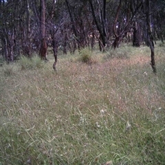 Unidentified at Mulligans Flat - 4 Dec 2016 by MulligansFlat1