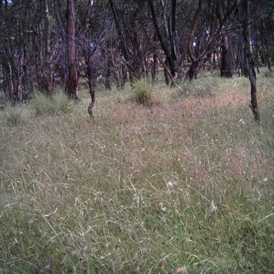 Unverified at Mulligans Flat - 5 Dec 2016 by MulligansFlat1