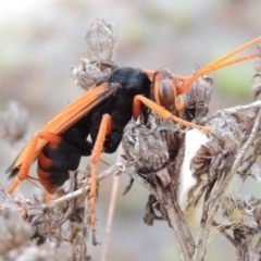 Cryptocheilus sp. (genus) (Spider wasp) at Melrose - 31 Jan 2016 by michaelb