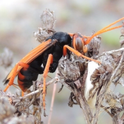 Cryptocheilus sp. (genus) (Spider wasp) at Melrose - 31 Jan 2016 by michaelb